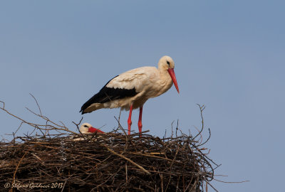Cicogna bianca (Ciconia ciconia) - White Stork