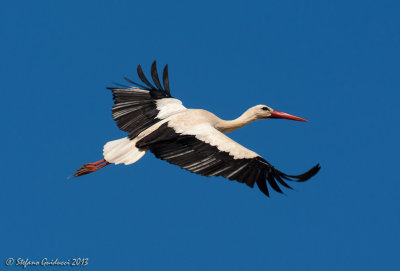 Cicogna bianca (Ciconia ciconia) - White Stork