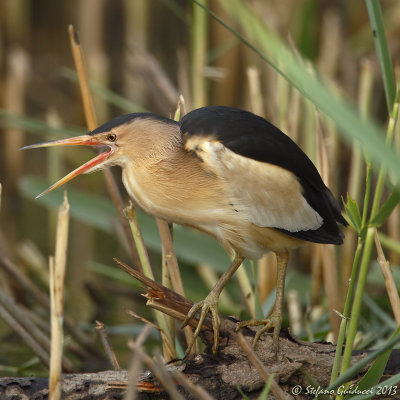 Tarabusino (Ixobrychus minutus) - Little Bittern