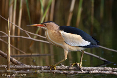 Tarabusino (Ixobrychus minutus) - Little Bittern