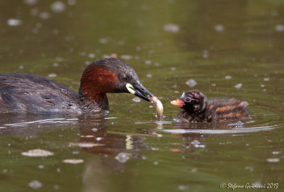 Tuffetto (Tachybaptus ruficollis)  -- Little Grebe --