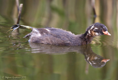 Tuffetto (Tachybaptus ruficollis)  - Little Grebe 