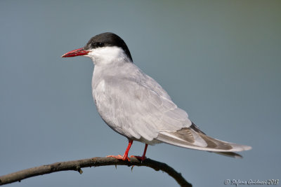 Mignattino piombato (Chlidonias hybridus) - Whiskered Tern