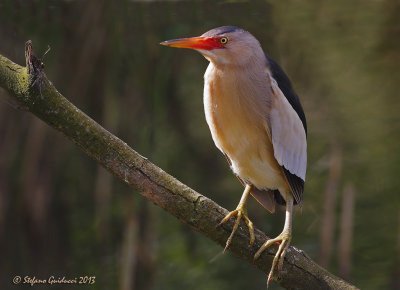 Tarabusino (Ixobrychus minutus) - Little Bittern