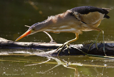 Tarabusino (Ixobrychus minutus) - Little Bittern