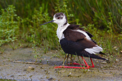 Cavaliere d'Italia (Himantopus himantopus) - Black-winged Stilt