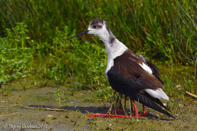 Cavaliere dItalia (Himantopus himantopus) - Black-winged Stilt