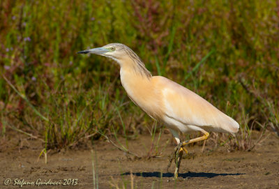 Sgarza ciuffetto (Ardeola ralloides) - Squacco Heron