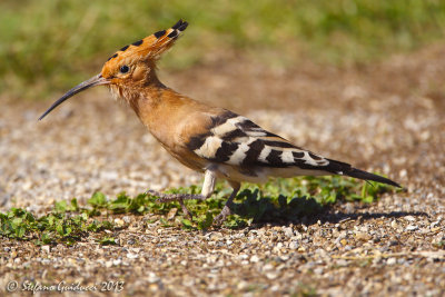 Upupa (Upupa epops) - Hoopoe