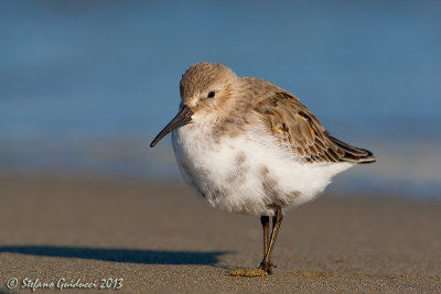 Piovanello pancianera (Calidris  alpina) - Dunlin