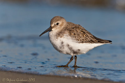 Piovanello pancianera (Calidris  alpina) - Dunlin