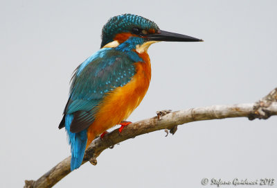 Martin pescatore (Alcedo atthis) - Common Kingfisher