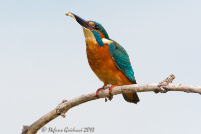 Martin pescatore (Alcedo atthis) - Common Kingfisher