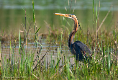 Airone rosso (Ardea purpurea) - Purple Heron