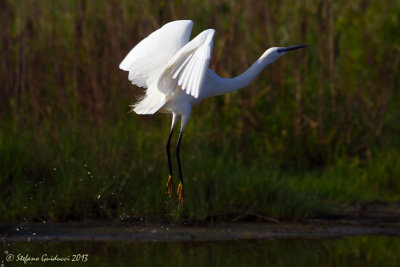 Garzetta (Egretta garzetta) - Little Egret