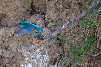 Martin pescatore (Alcedo atthis) Common Kingfisher -  Accoppiamento