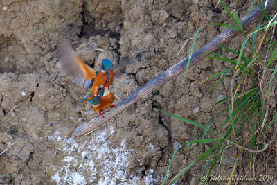 Martin pescatore (Alcedo atthis) Common Kingfisher -  Accoppiamento