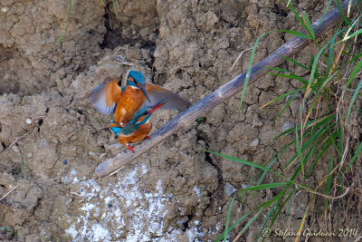 Martin pescatore (Alcedo atthis) Common Kingfisher -  Accoppiamento