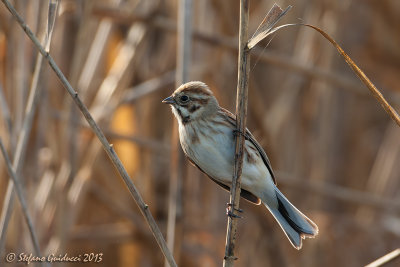 Migliarino di palude (Emberiza schoeniclus) - Reed Bunting