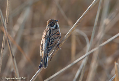 Migliarino di palude (Emberiza schoeniclus) - Reed Bunting