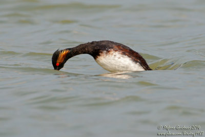 Svasso piccolo (Podiceps nigricollis) - Eared Grebe