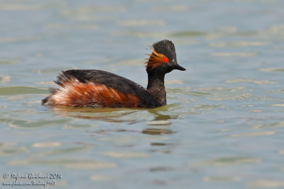 Svasso piccolo (Podiceps nigricollis) - Eared Grebe