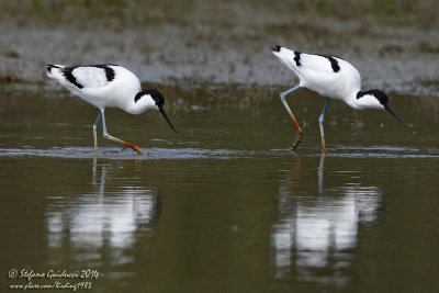 Avocetta (Recurvirostra avosetta) - Pied Avocet