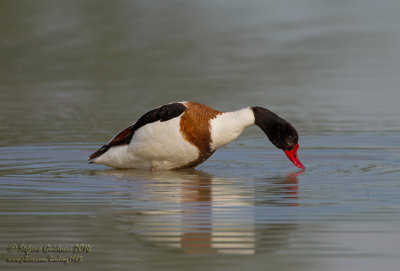 Volpoca (Tadorna tadorna) - Common Shelduck