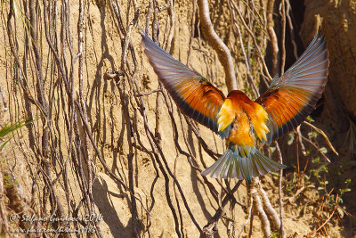 Gruccione (Merops apiaster) - European Bee-eater	