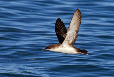 Berta minore  (Puffinus yelkouan) - Yelkouan Shearwater	