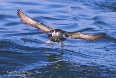 Berta minore  (Puffinus yelkouan) - Yelkouan Shearwater	