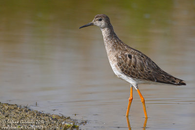 Combattente (Philomachus pugnax) - Ruff