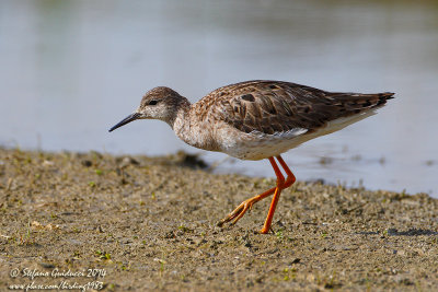 Combattente (Philomachus pugnax) - Ruff	