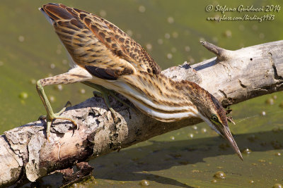 Tarabusino (Ixobrychus minutus) - Little Bittern