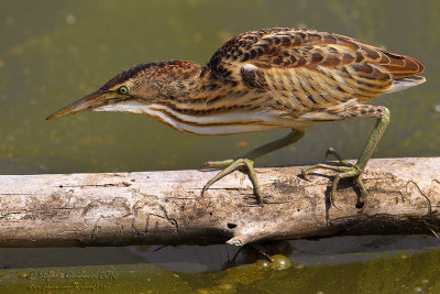 Tarabusino (Ixobrychus minutus) - Little Bittern