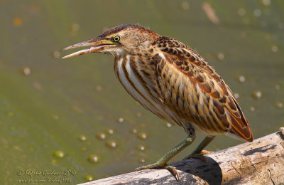 Tarabusino (Ixobrychus minutus) - Little Bittern