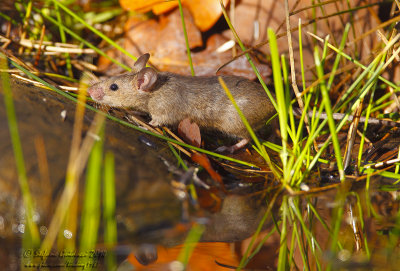 Topo selvatico (Apodemus sylvaticus) - Wild mouse