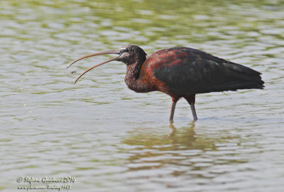 Mignattaio (Plegadis falcinellus) - Glossy Ibis	