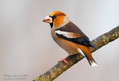 Frosone maschio (Coccothraustes coccothraustes) - Hawfinch	