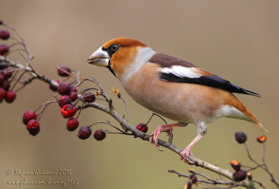 Frosone (Coccothraustes coccothraustes) - Hawfinch	