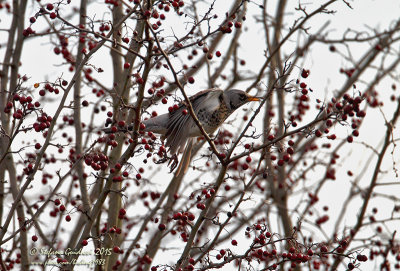 Cesena (Turdus pilaris) - Fieldfare	