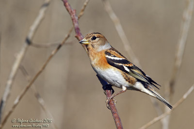 Peppola (Fringilla montifringilla) - Brambling