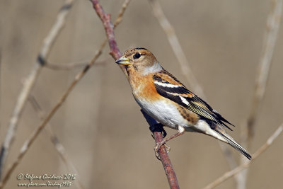 Peppola (Fringilla montifringilla) - Brambling	