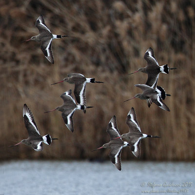 Pittima reale (Limosa limosa) - Black-tailed Godwit	