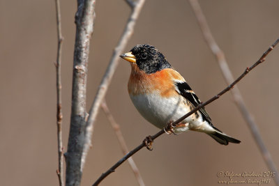 Peppola (Fringilla montifringilla) - Brambling	