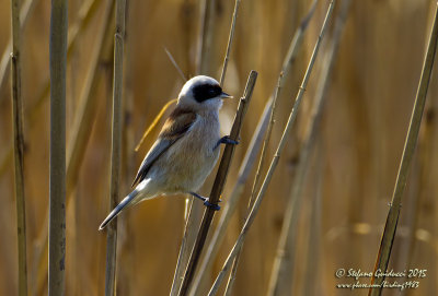 Pendolino (Remiz pendulinus) - Penduline tit