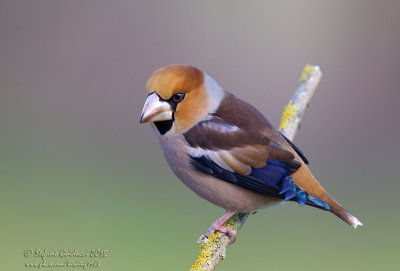 Frosone (Coccothraustes coccothraustes) - Hawfinch	