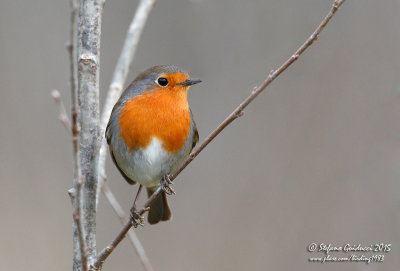 Pettirosso (Erithacus rubecula) - European Robin	