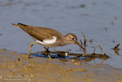 Piro piro piccolo (Actitis hypoleucos) - Common Sandpiper