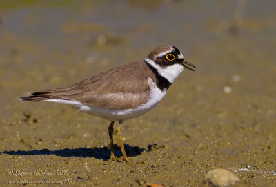 Corriere piccolo (Charadrius dubius) - Little Ringed Plover	